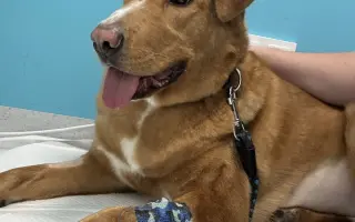 Chemoterapie pro Bundáše