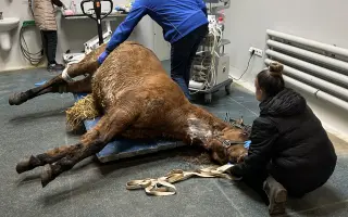 Akutní operace a pooperační péče Lucase