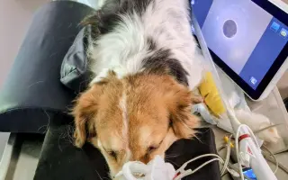 POMOC PRO FOXÍČKA - ZDRAVÝ DECH A PROTÉZA