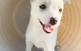 Veterinární péče pro psy v útulku - podzim 2026