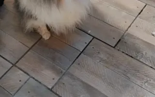 Pomozte zachráněným pejskům na cestě za novým životem 🐾