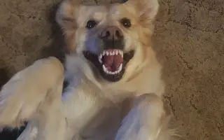 Za každé další ráno s Daisy 🐾