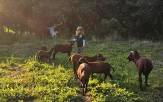 Zvířata přišla o život – my o kus srdce. Podpořte záchranu farmy po útoku psů.