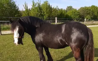 HAŠLERKA BOJUJE O ZRAK: Urgentní zákrok k záchraně jejího oka.