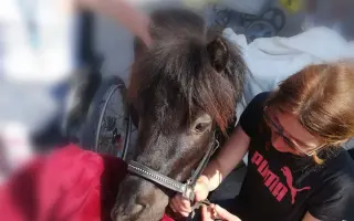 Poník Honzík potřebuje pomoci