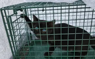 Kastrační program - STOP MNOŽENÍ A KOTĚCÍMU UTRPENÍ