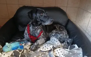 Zumi se srdcem bojovnice, která teď potřebuje pomoc