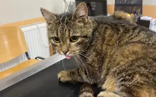 KOČIČKY V NOUZI - POMOZTE NÁM ZACHRÁNIT JEJICH ŽIVOTY