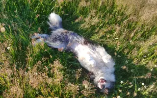 Sbírka na veterinární péči a diabetickou dietu pro Dixinku