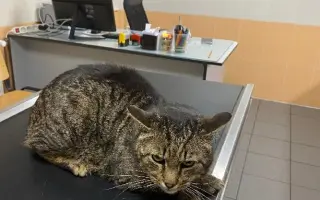 ❣️FUNGOVÁNÍ LIGY NA OCHRANU ZVÍŘAT - VETERINÁRNÍ PÉČE PRO KOČKY V NOUZI⚕️👩‍⚕️