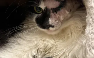 Kočky vrní, faktury křičí. Pomozte MonPet z.s. dál zachraňovat kočičí životy.