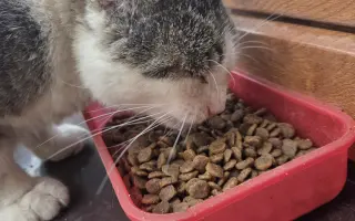 Staňte se nadějí pro kočičky bez domova