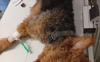 Pomoc opuštěným psím stařečkům