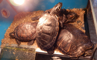 Vodní jezírko pro adoptované želvičky