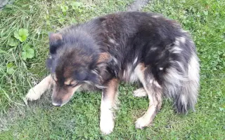 POMOC PRO FOXÍČKA, ASPENA A TAFFY-JACKA