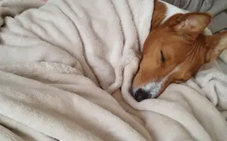 Billinka znovu bojuje o život – pomozte jí ho vyhrát