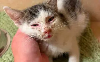 Pomozme pejskům a kočičkám se startem do lepšího života