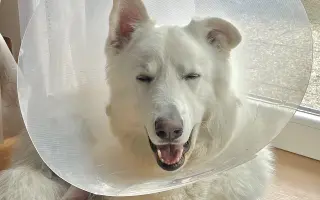 Dvě kolínka pro Oriho. Pomozte Orimu na tlapky