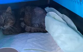 Šance na život pro opuštěné kočičky