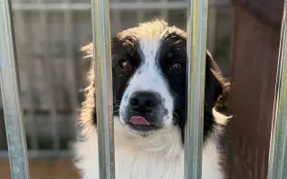 Veterinární péče pro psy v útulku - podzim 2026