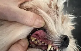 Pomozte nemocnému Maxovi a 14 drobečkům z velkomnožírny!