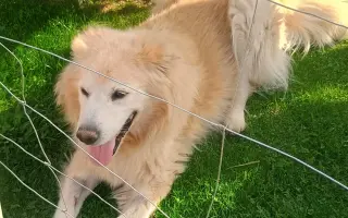 FOXY čekal 10 let na domov. Konečně ho našel. Teď bojuje o život.