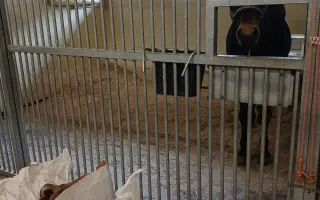 Šance na život pro Messyho