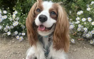 Akutní operace kyčle pro Charlieho: pomozte mu opět běhat bez bolesti