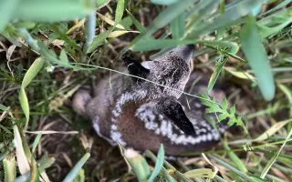 Záchrana srnčat při senoseči