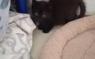 Veterinární péče pro zachráněné maminky s koťátky