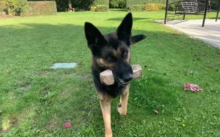 Výběhy naděje pro pejsky v nouzi