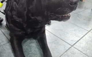 Lucky ještě jednou prosí o pomoc - operace nohy a rehabilitace