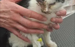 Pomoc pro spolek Kapka pro tlapky