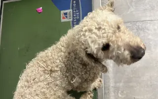 Operace pro Chanelku 💜