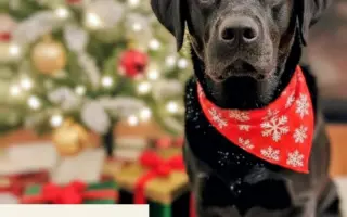 POMOC PRO FOXÍČKA, ASPENA A TAFFY-JACKA