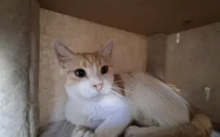 Pomoc pro nová koťata a kočičky - Kočky u Katky