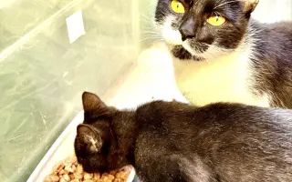 Pomozte sedmi kočkám zachráněných z ulice