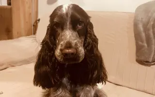 Topinka - štěňátko s těžkým startem do života