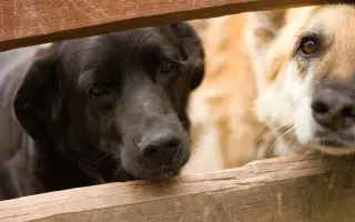 Veterinární péče a krmivo pro svěřence v útulku