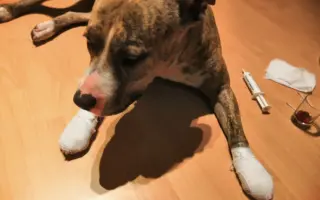 Pomůžete prosím dvěma psím dušičkám bojovat dál o každý společný den?