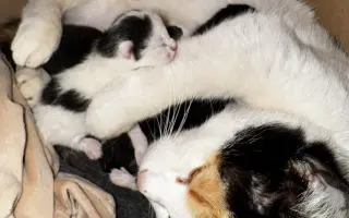 Pomoc pro kočičí maminku a její miminka