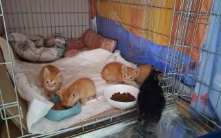 Staňte se nadějí pro kočičky bez domova