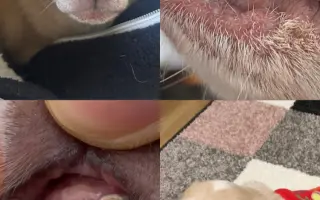 Pomozme Rockymu znovu kousat bez bolesti
