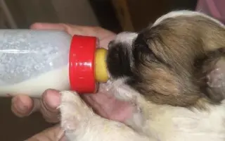 Pomohli jste psímu hospici Dejte nám šanci v Bukovince