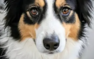 POMOC PRO FOXÍČKA, ASPENA A TAFFY-JACKA