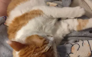 Cipísek, kocouří chlapeček