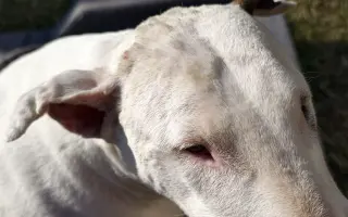 Pomohli jste Viušce zpátky do života