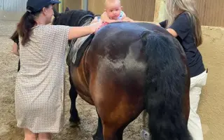 Pomozte nám postavit trojbox pro ustájení hiporehabilitačních koní DORADO z. s.