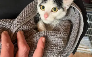 Šance na život pro Ouška a další kočičky z našeho depozita