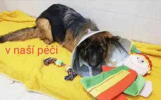 Pomozte zachránit Psí domov spolku Zastavme Utrpení.